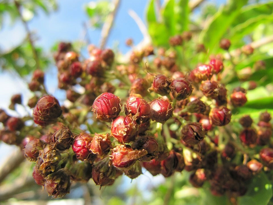 Galpinia transvaalica | Transvaal Privet | Wild Pride of India | 10_Seeds