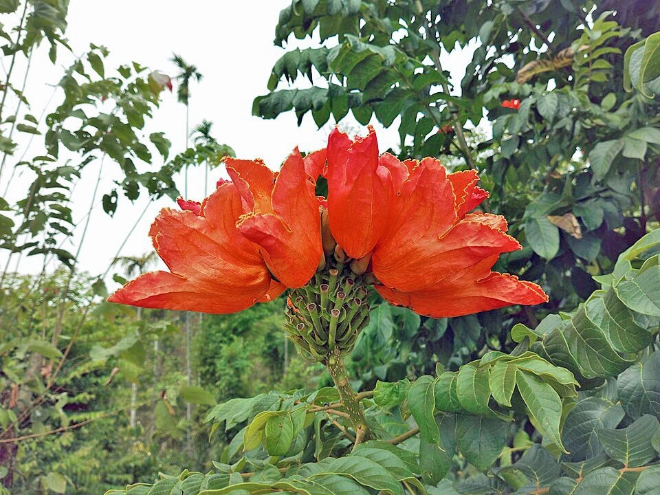 Spathodea campanulata | African Tulip Tree | 10 Seeds