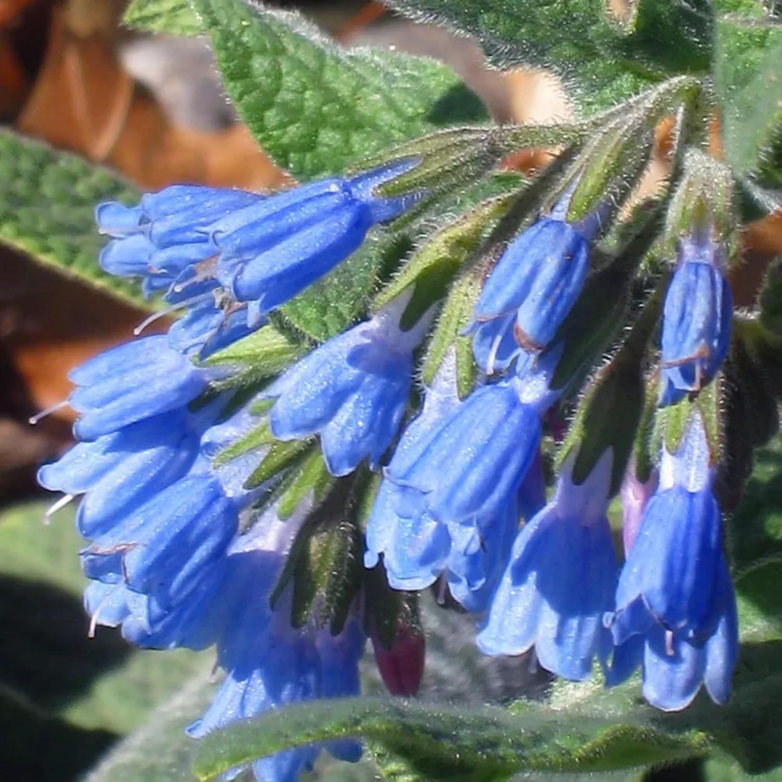 Symphytum Officinale Comfrey Seeds Non-GMO Heirloom Perennial Garden Plant