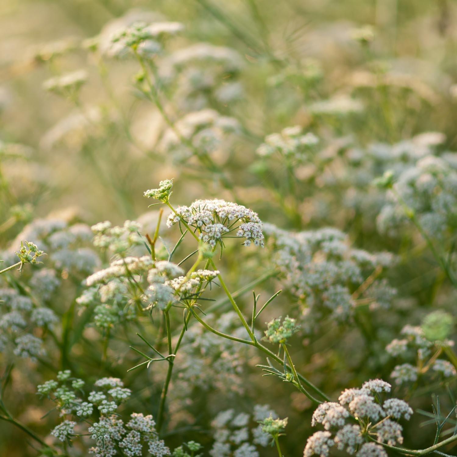 White Cumin, Common Cumin (Cuminum Cyminum) SEEDS