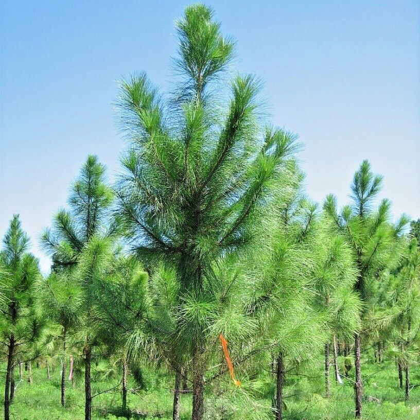 Slash Pine Tree | Premium Seeds | Pinus elliottii | Plants’®