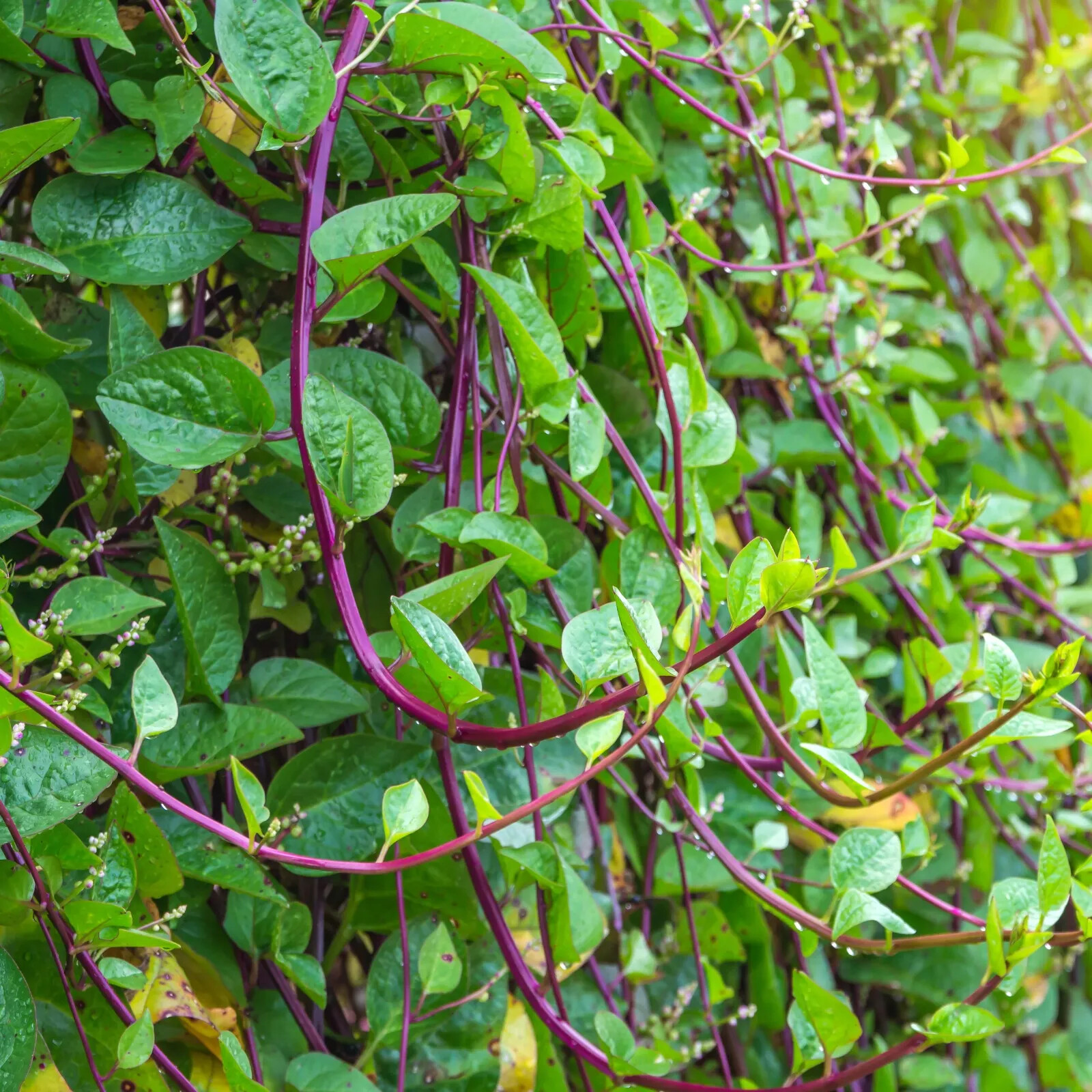 Malabar Red Stem Spinach Seeds, Red Vine Spinach, Ceylon, NON-GMO, FREE SHIPPING