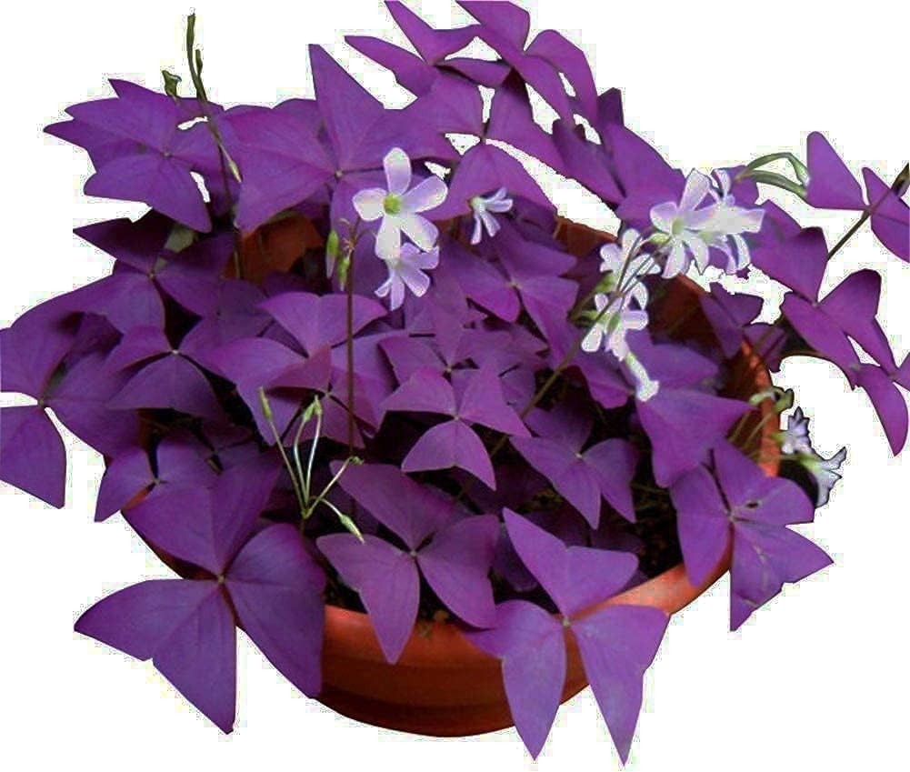 Oxalis Triangularis 12 Bulbos -Shamrocks Lucky Lovely Flowers Bulbs G…