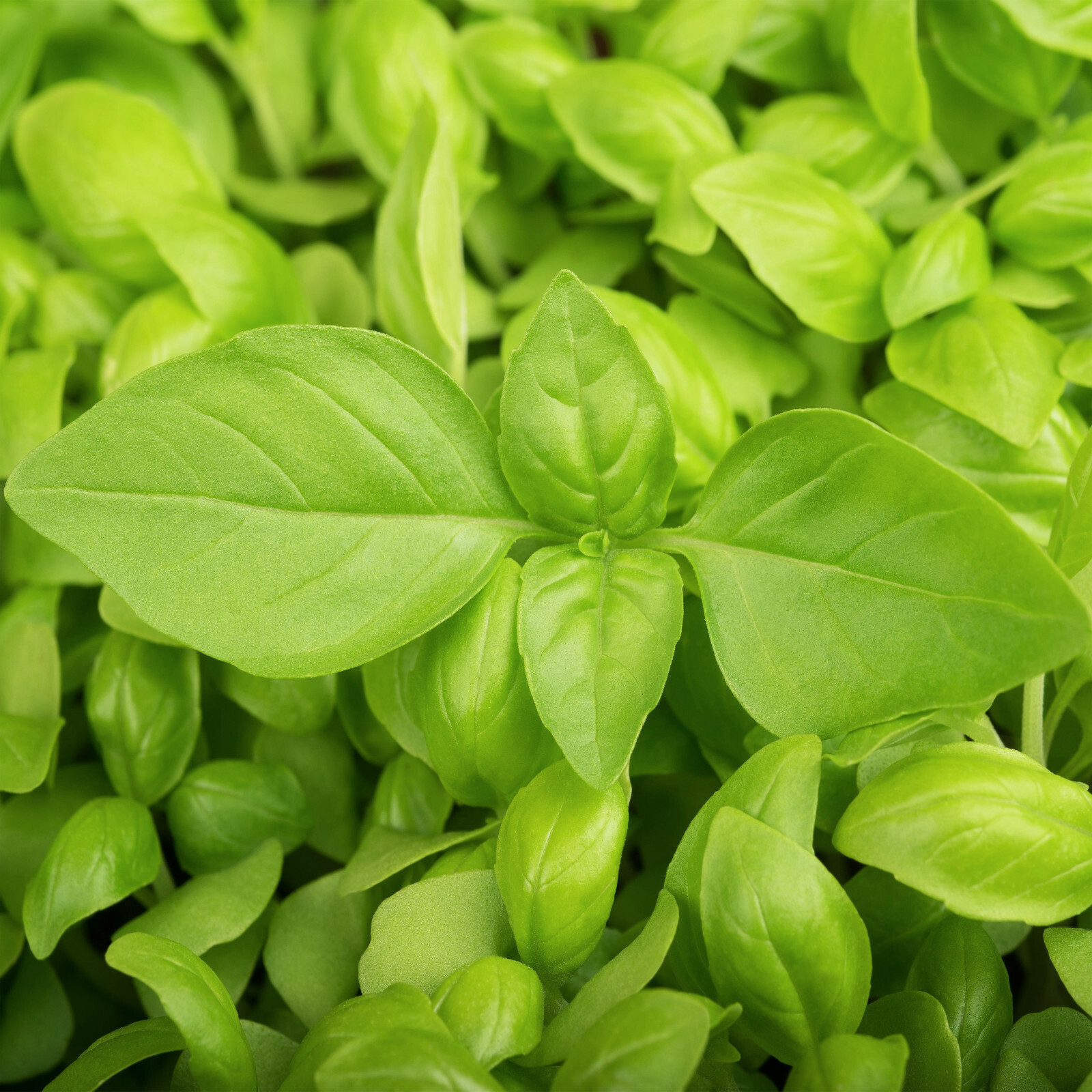 Lemon Basil Seeds | Kemangi Citrus Hoary Lao Thai Herb Seed 2025 Fast Shipping