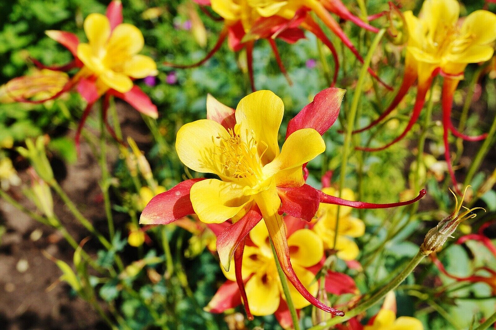 COLUMBINE MIX, 202+ SEEDS, ALL KINDS AND COLORS, AQUILEGIA, easy to grow, USA