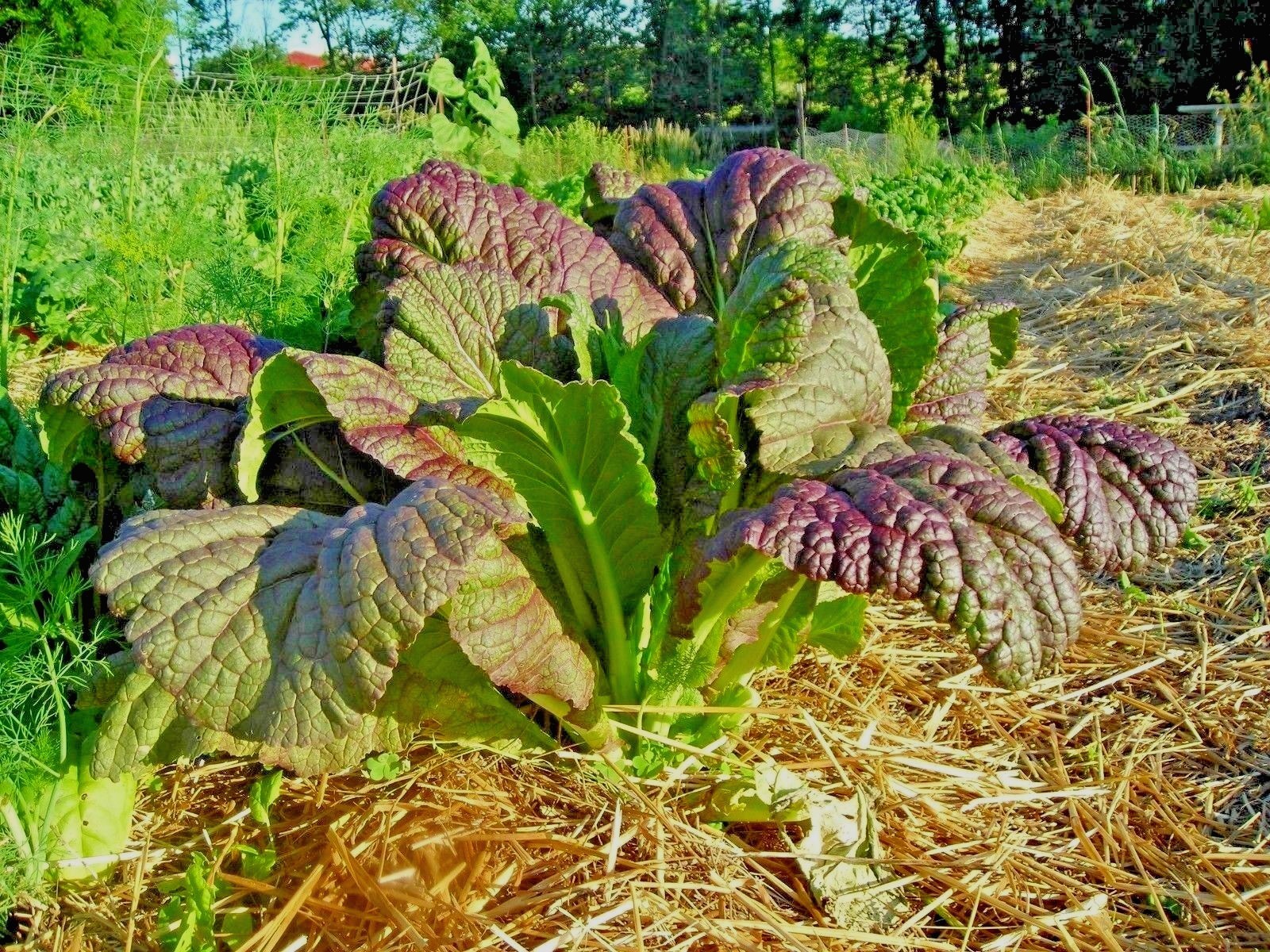 600+RED GIANT MUSTARD Seeds Organic Heirloom Greens Container Vegetable Garden