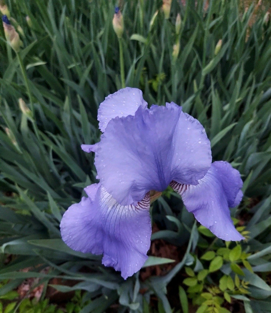 Iris Rhizomes 12 Pack Mixed Colors Blue Purple Yellow Freshly Dug Up.