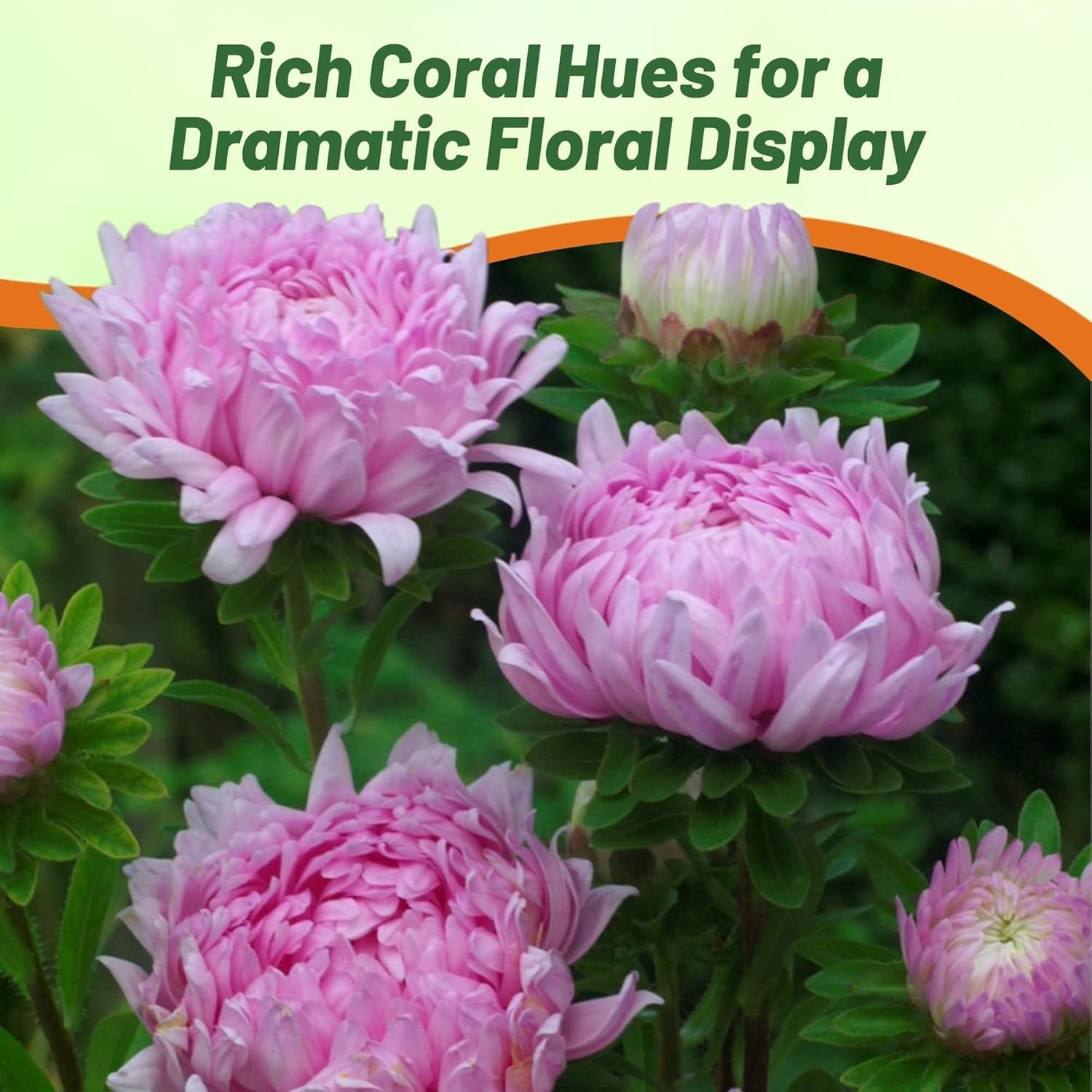 1000 Seeds Aster Seed – Aster Callistephus Tall Paeony Duchess Flower Seeds