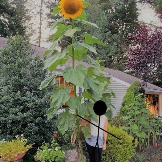 50pcs Mammoth Grey Stripe Sunflower Seeds Huge Blooms on 8-12 ft