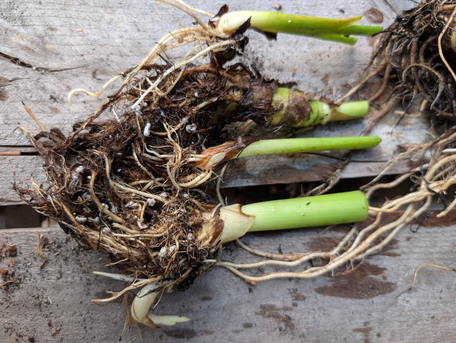 BULK 24+ Canna Rooted Rhizomes bulbs Variety Pack Red Yellow Orange Mixed Lot