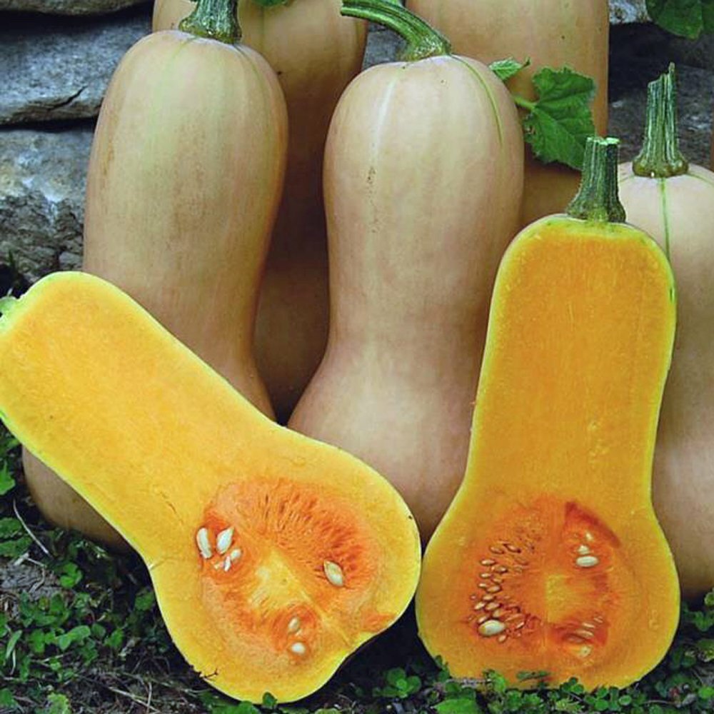Squash Seeds Butternut Waltham 25 Ct Winter Vegetable NON-GMO USA FREE SHIPPING