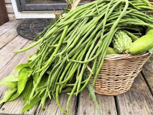 You Fong Wong Yard Long Bean Seeds (25) / EXTREMELY RARE / BLACK SEEDS