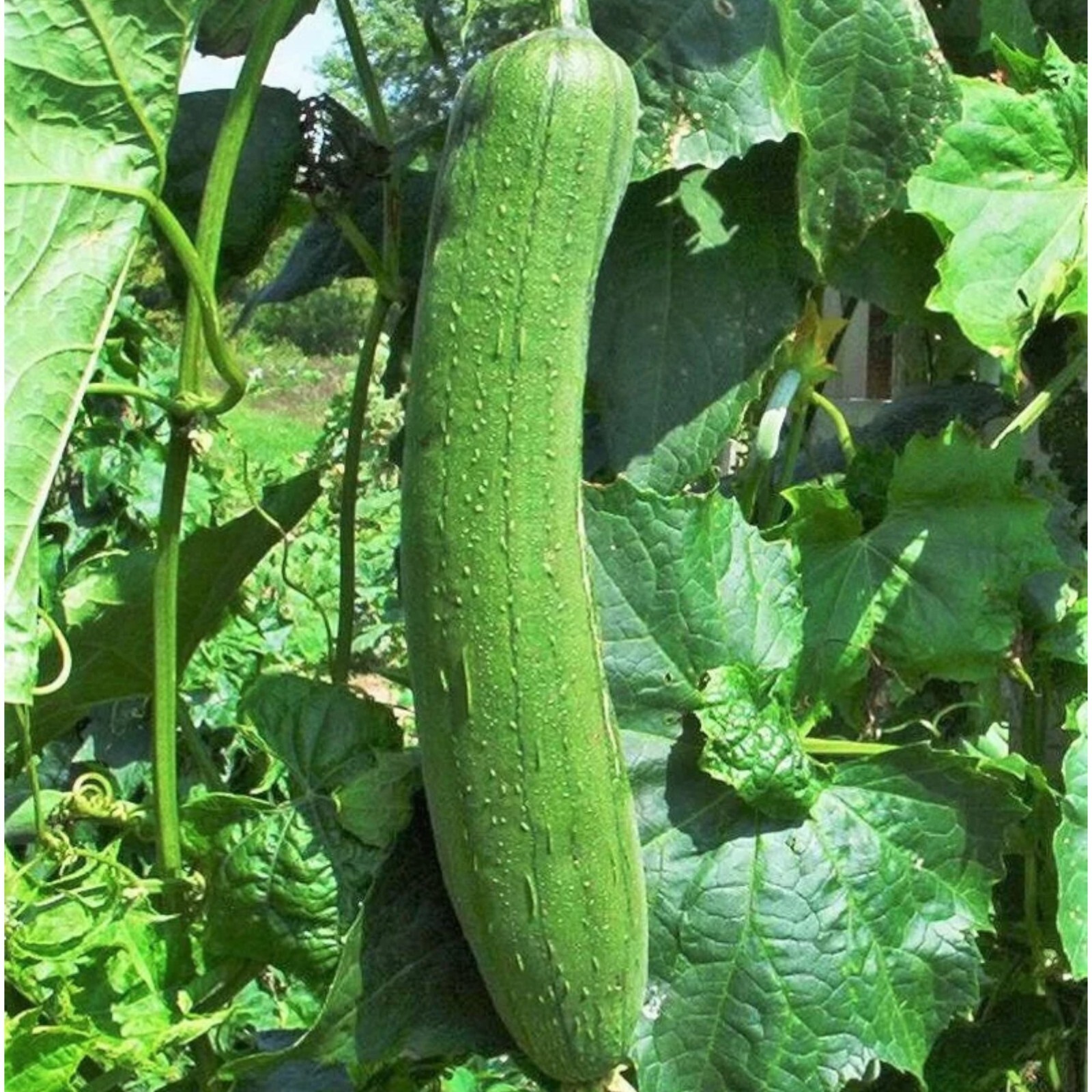 30pcs Luffa Chubby Pier Gourd Seeds – Non-GMO, Loofah Sponge Gourd Seeds.