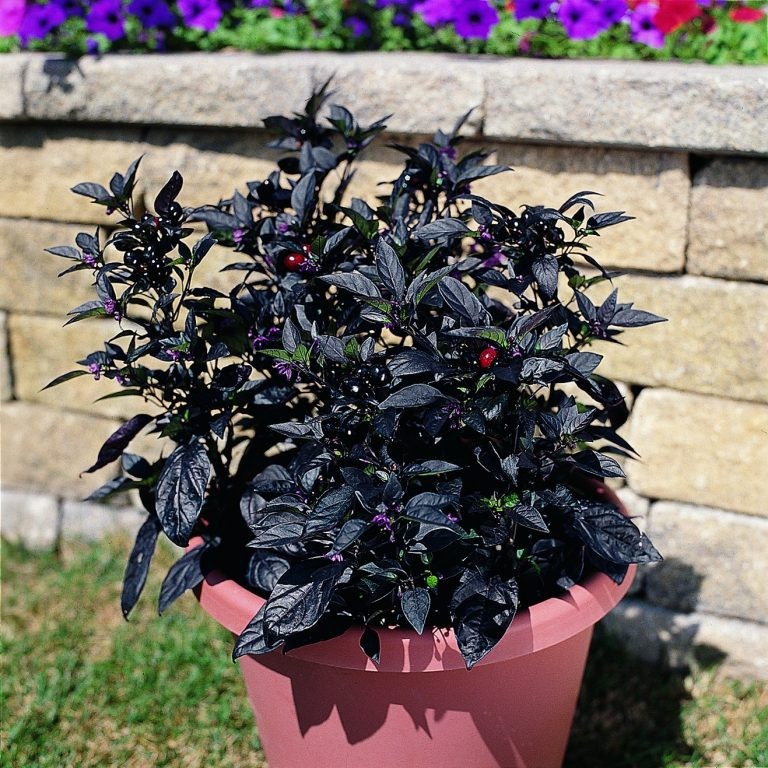 Black Pearl Ornamental Pepper 10 Seeds Free Shipping!