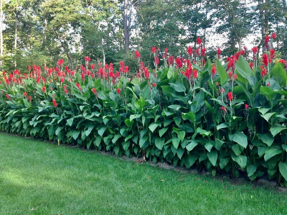 5 Red Canna Lily bulbs Rhizomes 4-5 feet large green leaves deer resistant