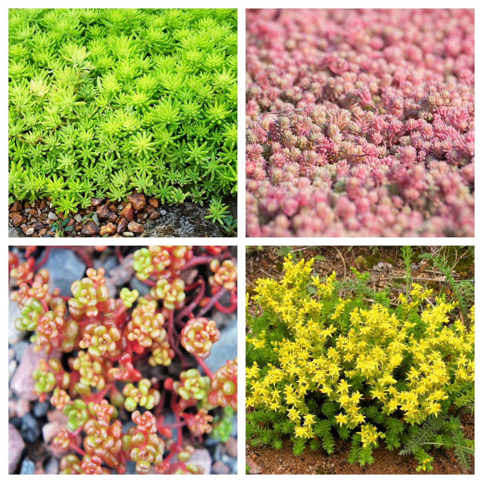 150 MIXED SEDUM Stonecrop Succulent Groundcover Red Pink Purple + Flower Seeds