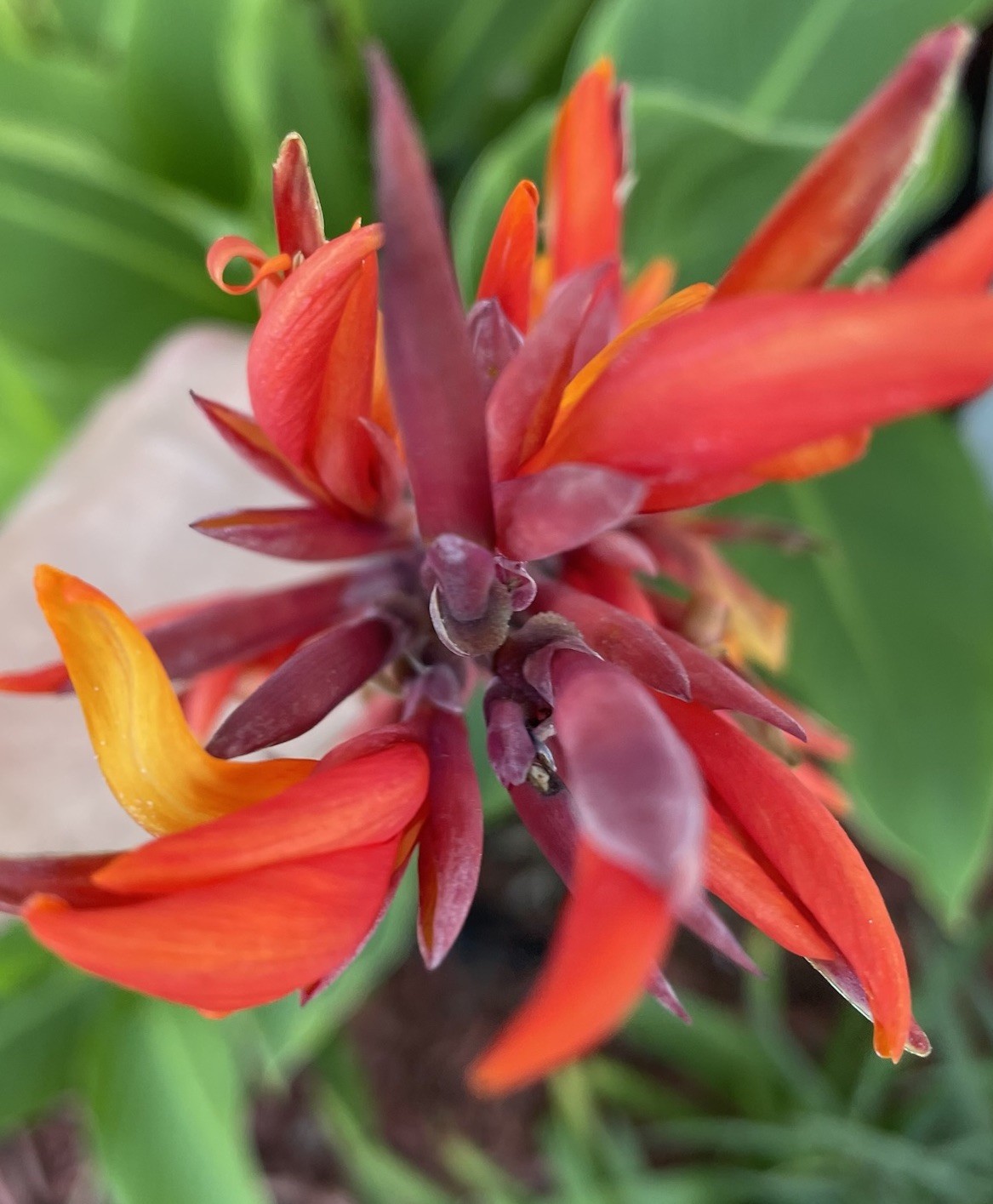 Canna Lilly Bulbs Multi Color Mixed Red Orange AND Red Yellow X 3