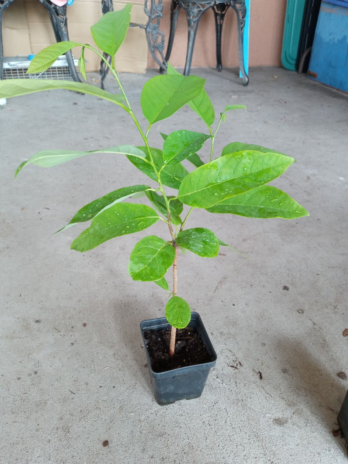 14″-18″ Apple Sugar Seedling ,Annona Squamosa Custard, Na Dai, Mãng Cầu Dai