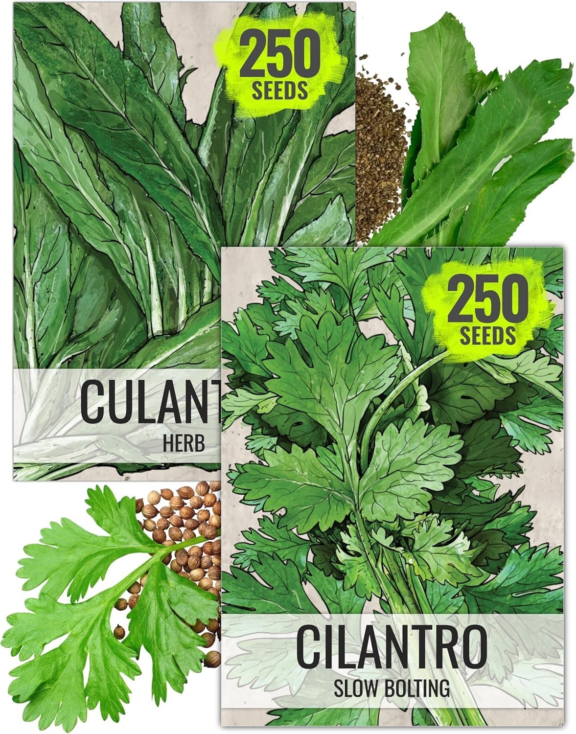 Coriander Seeds – Heirloom Cilantro & Culantro for Culinary Gardens – 2 Pack