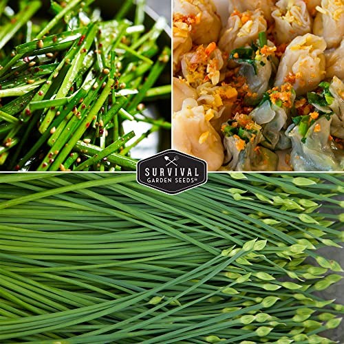 Chive Seed Collection – Common & Garlic Chives – 2 Packets of Non-GMO Heirloom