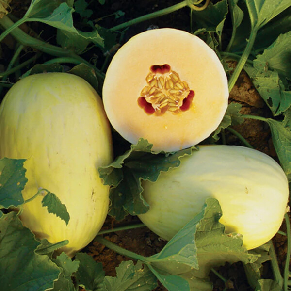 Crenshaw Melon Seeds | 20 Seeds | Non-GMO | Free Shipping | Seed Store | 1054