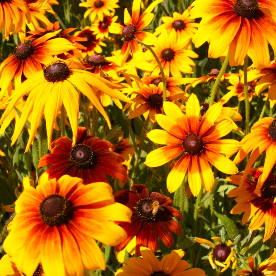 Gloriosa Daisy Flower Seeds | Rudbeckia Yellow Orange Perennial Flower Seed 2024