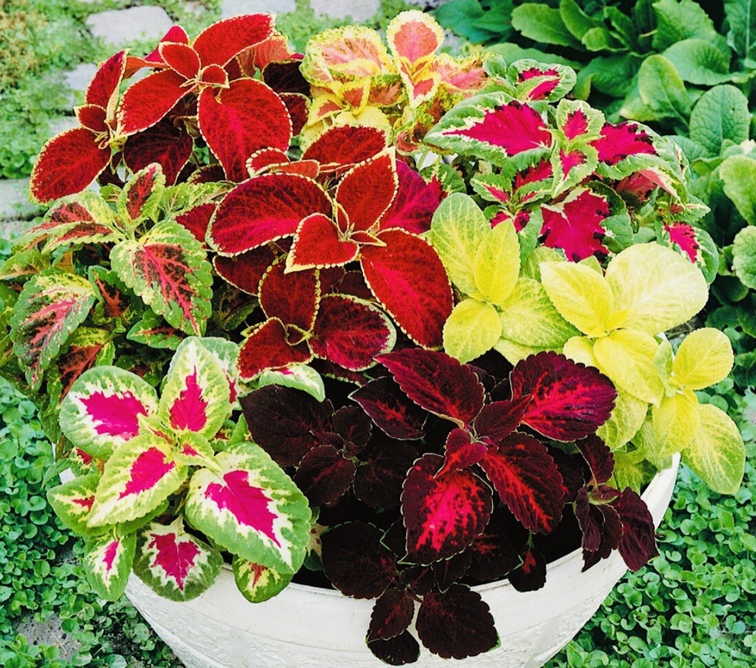 2 PACK COLEUS RAINBOW MIX FLOWER SEEDS NON GMO FRESH HARVEST FREE SHIPPING