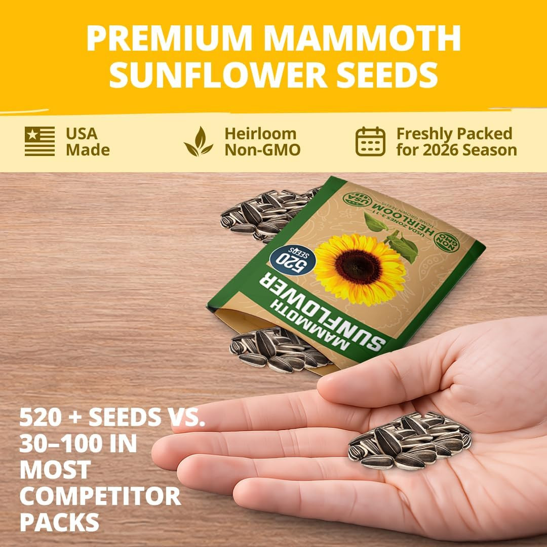 Sunflower Seeds to Plant | 520+ Giant Mammoth Sunflower Seeds for Planting Bulk