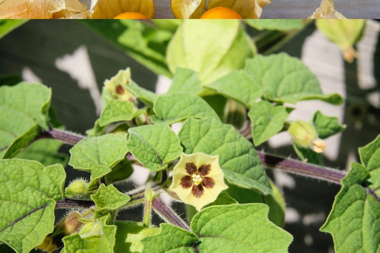 PERUVIAN GROUND CHERRY Physalis Peruviana Cape Gooseberry Fruit Veggie Seeds