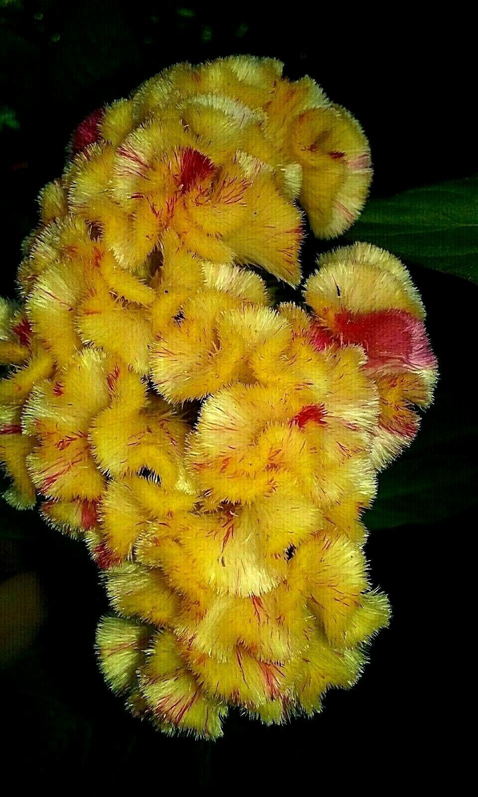 Yellow/Red Marble Brain Celosia 25 SEEDS 4 ft. tall Comb. S/H See Our Store