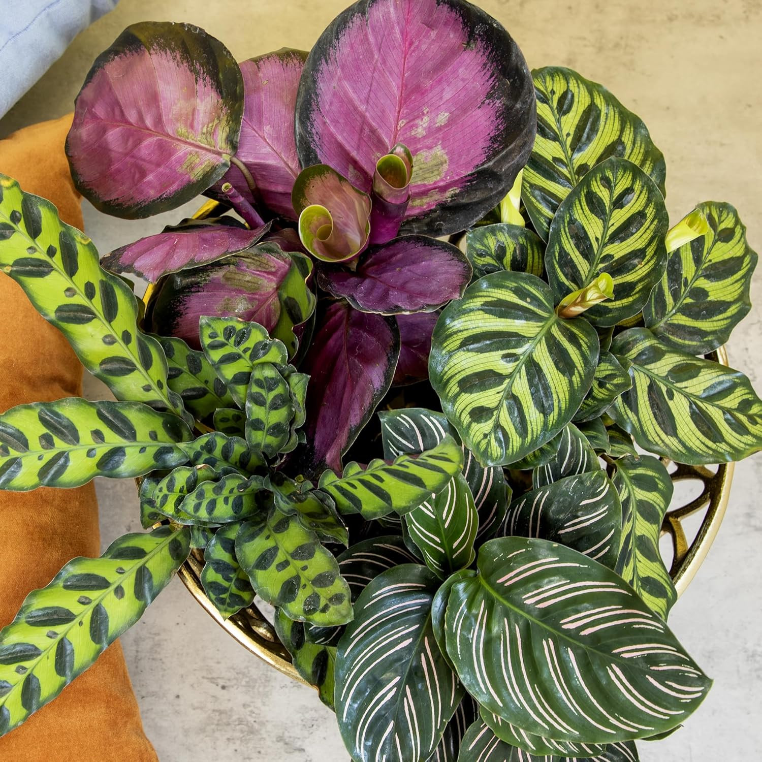 Live Calathea Houseplant (4 Pack), Pet Safe Plants for Cats & Dogs, Makoyana, Ra