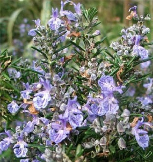 Rosemary Seeds Herb Seeds Garden Leader 100 Seeds nursery seeds