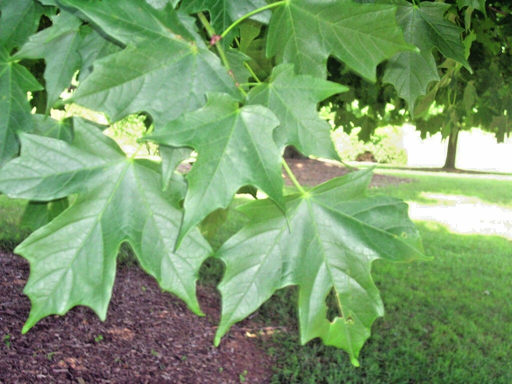 20 LEGACY SUGAR MAPLE SEEDS – Acer saccharum ” legacy “
