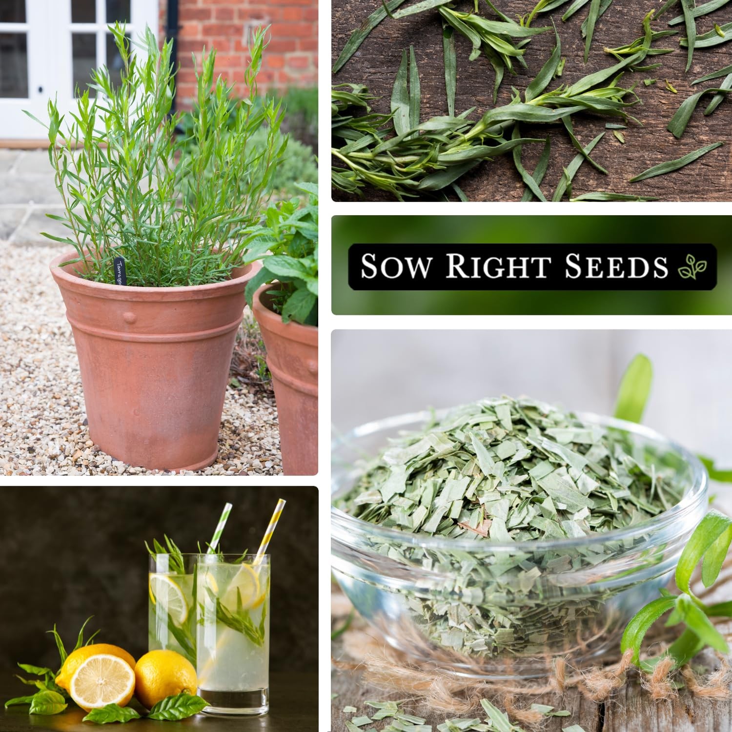 – French Tarragon Seeds for Planting – Non-GMO Heirloom Packet with Instructi…