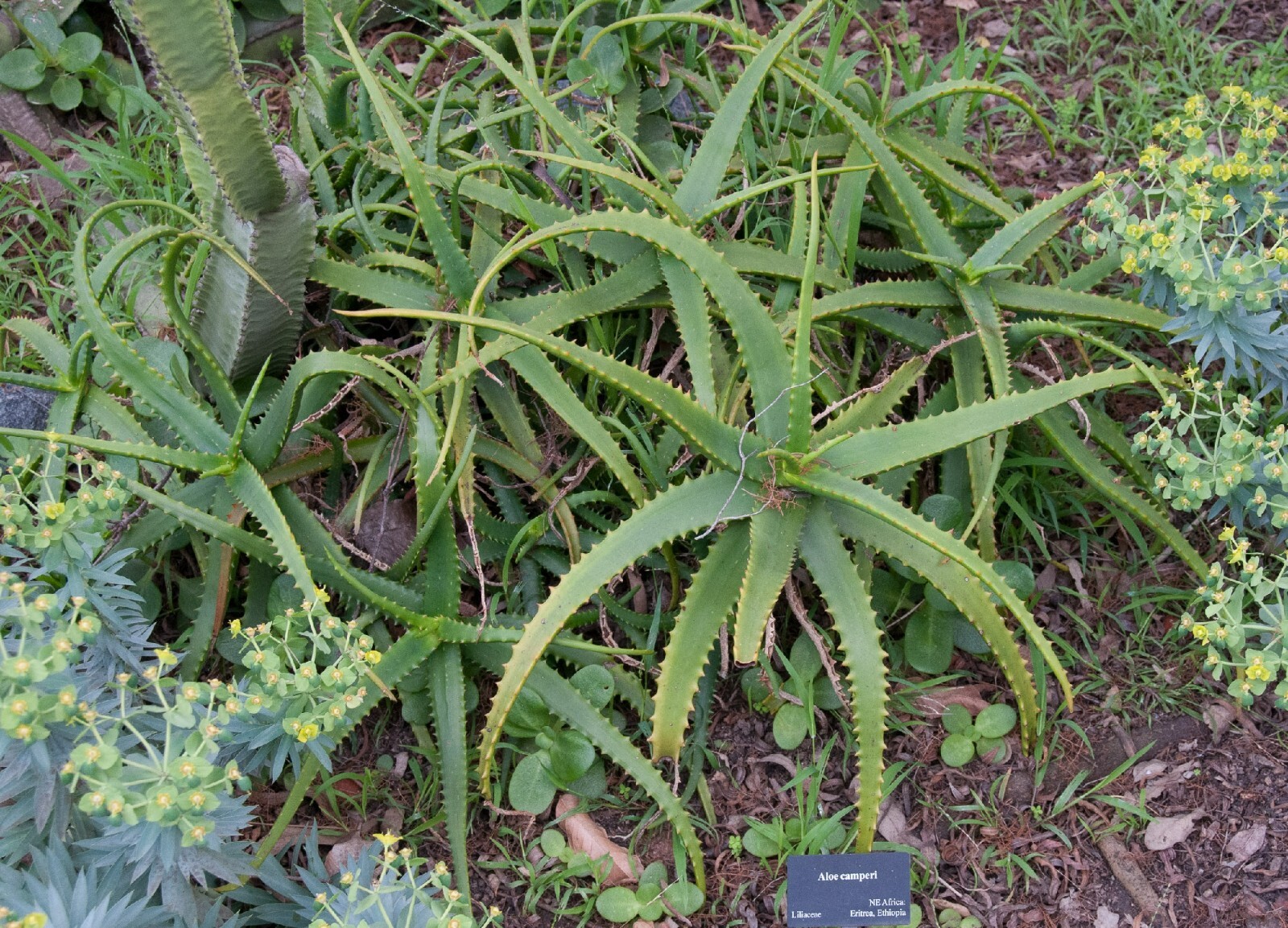 Aloe Camperi Flowering Succulent | Fast Growing 10 seeds Free Shipping!