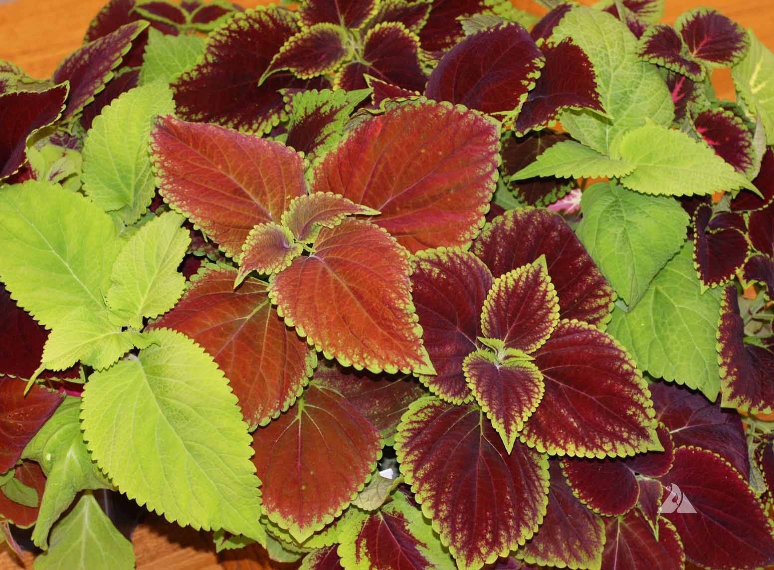 351+COLEUS Rainbow Mix Seeds Shade Garden Container Houseplant Groundcover Easy