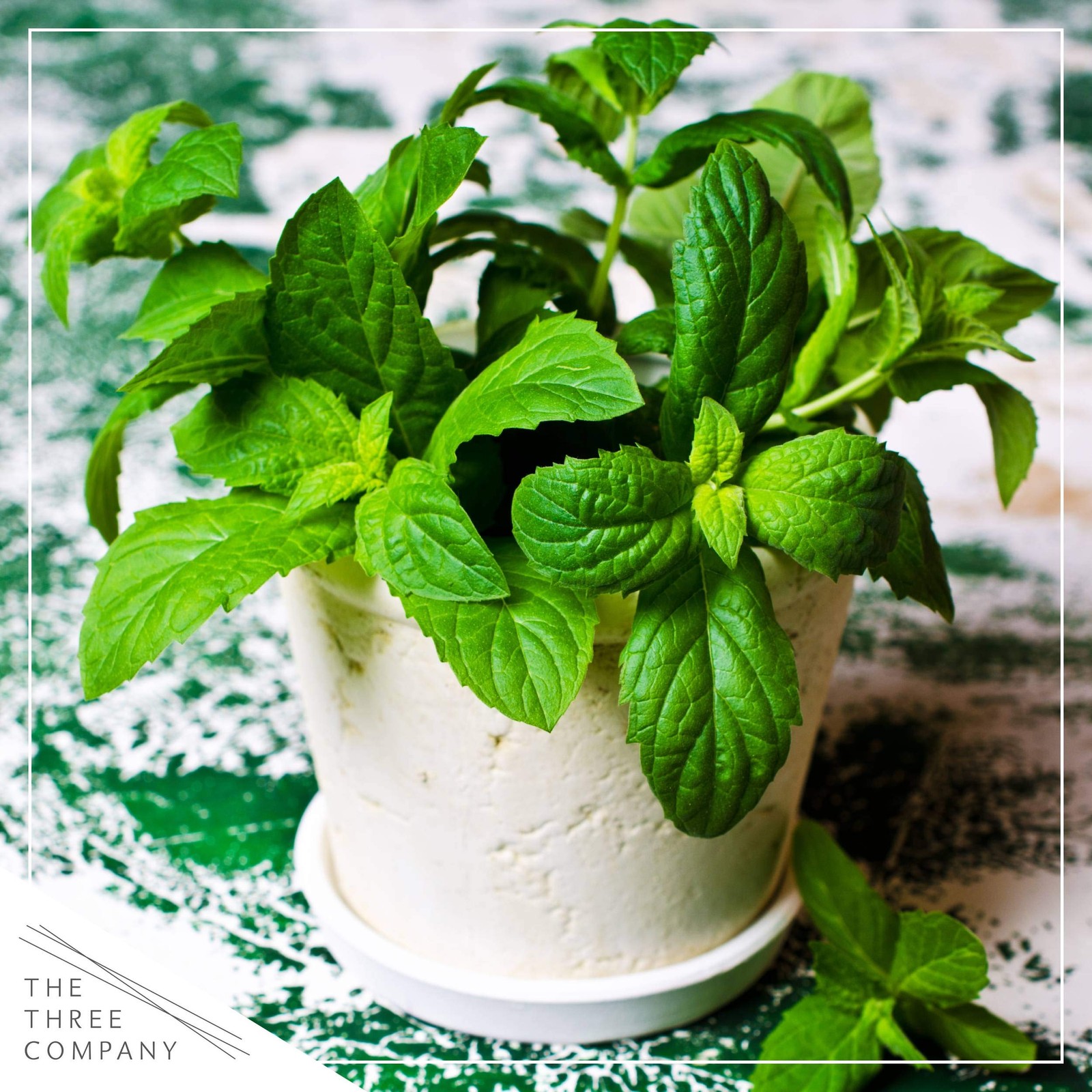 Live Aromatic and Edible Herb Mint 4 Per Pack, Naturally Improves Breathing …