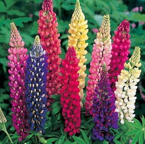 Lupine Russell Strain Mixture Nice Garden Flower by Seed Kingdom Bulk 2,000 Seed