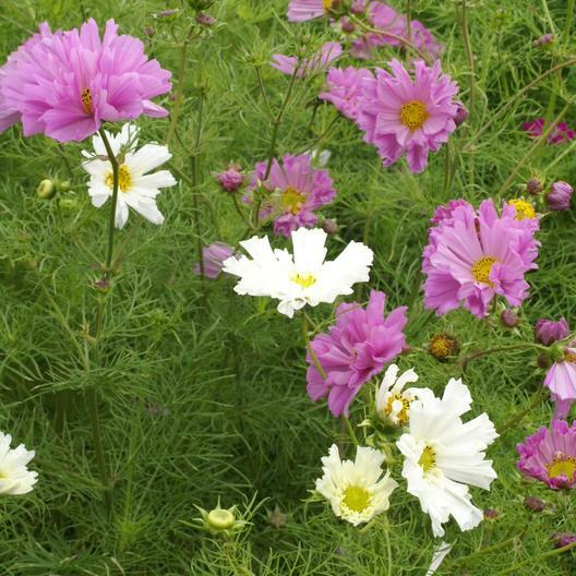 Cosmos PSYCHE Mix Beautiful 4” Frilly Double Petals 3-4’ High Non-GMO 100 Seeds.