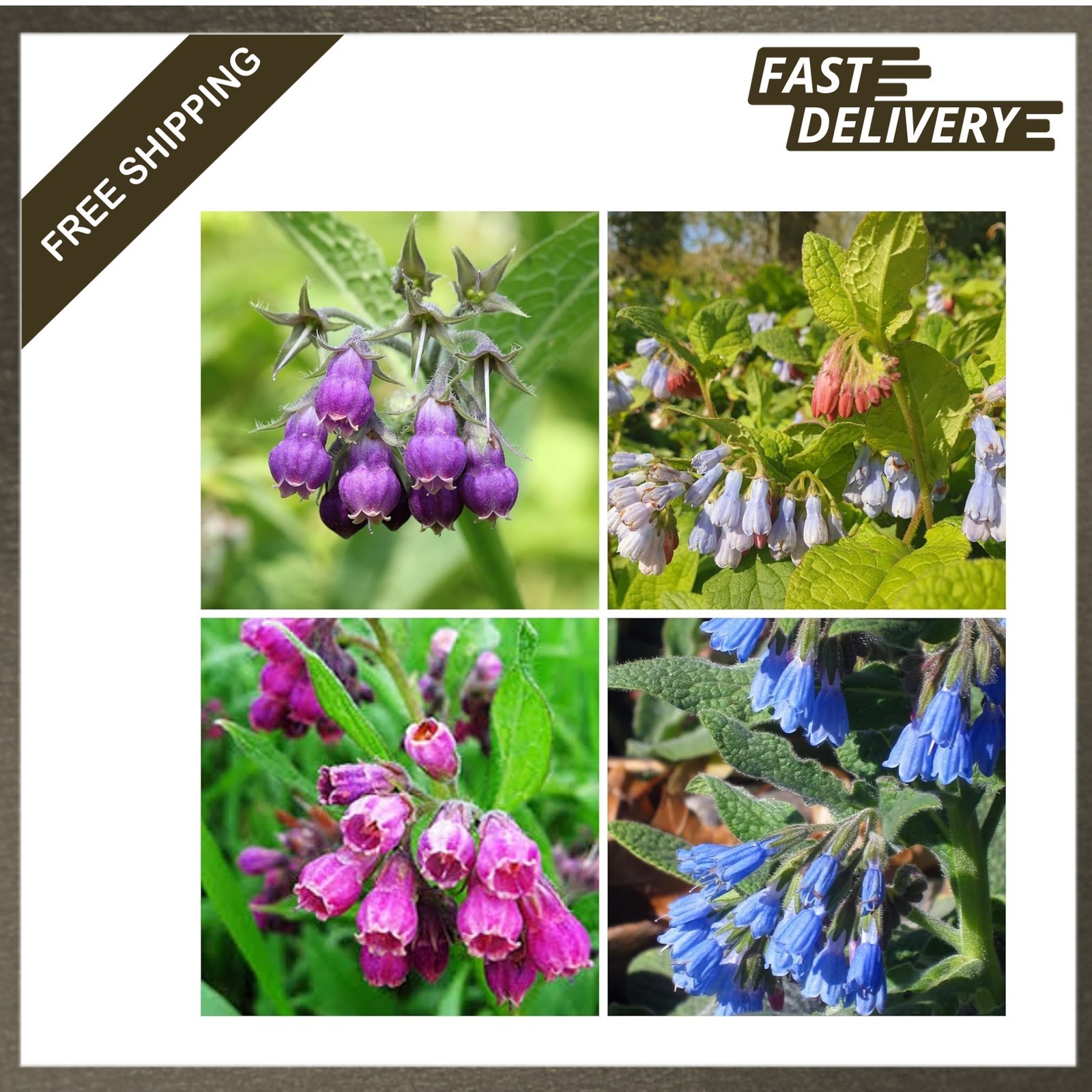 Symphytum Officinale Comfrey Seeds Non-GMO Heirloom Perennial Garden Plant