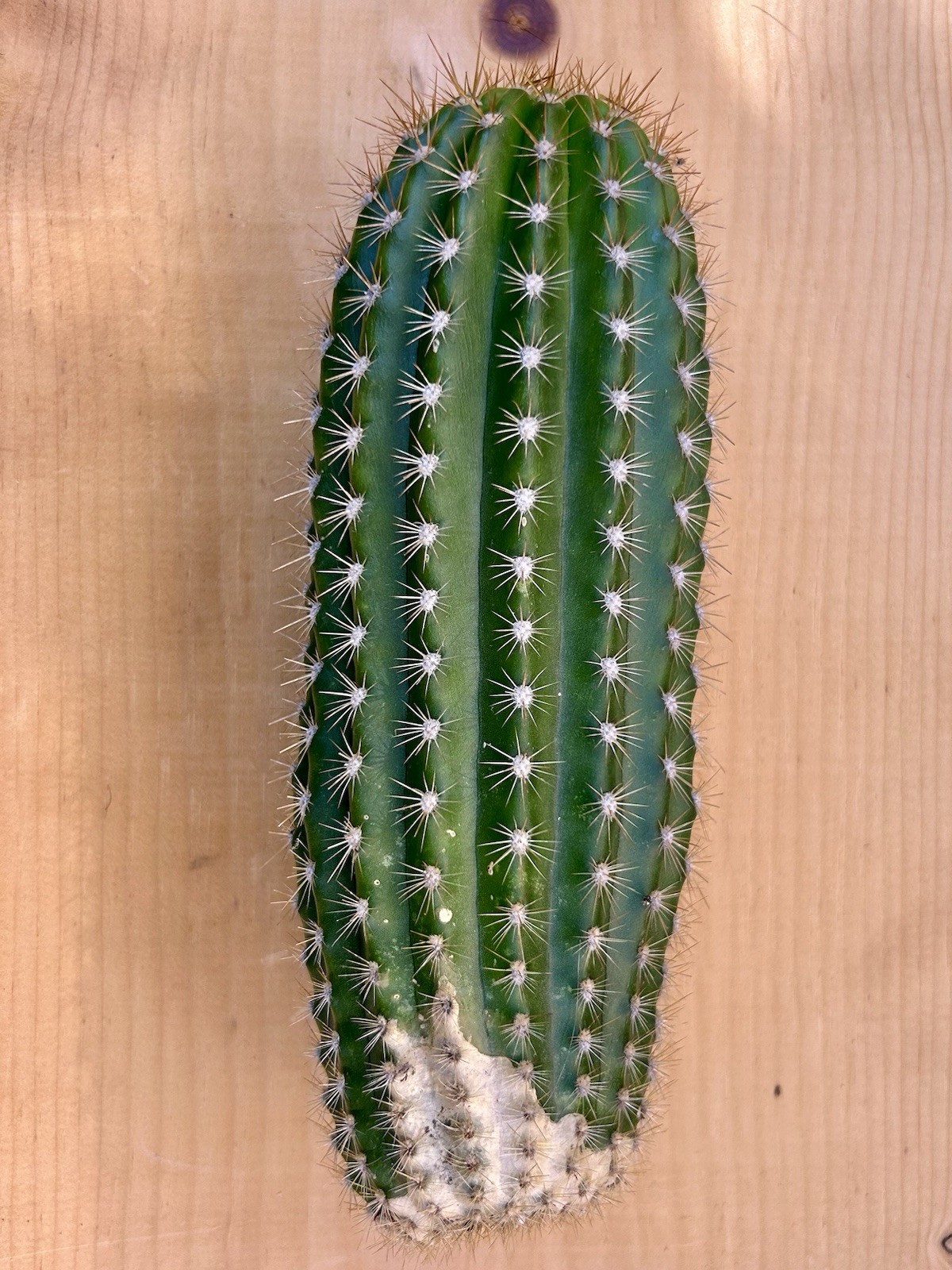 Echinopsis Hybrid ‘Flying Saucer’ Cactus Cutting 9” Fully Cured, Plant #1