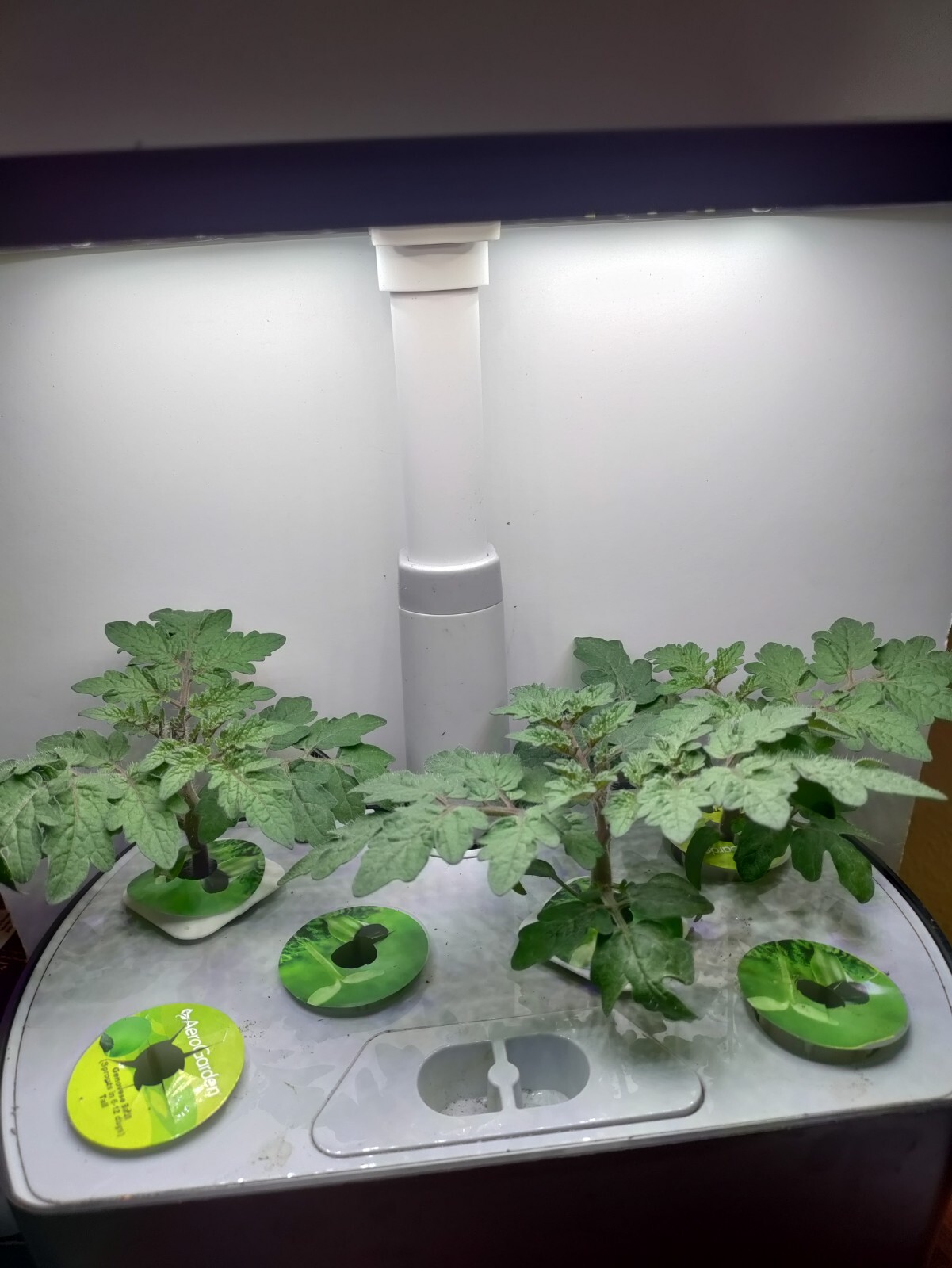 Heirloom Red Robin Tomato Seeds Micro-Dwarf Container, Hydroponic, 25 seeds