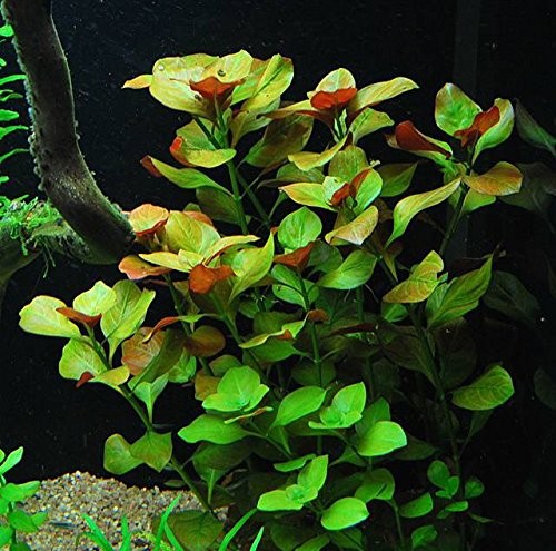 8 Species Aquarium Plants Bundle – Anacharis, Hornwort, Amazon Sword,