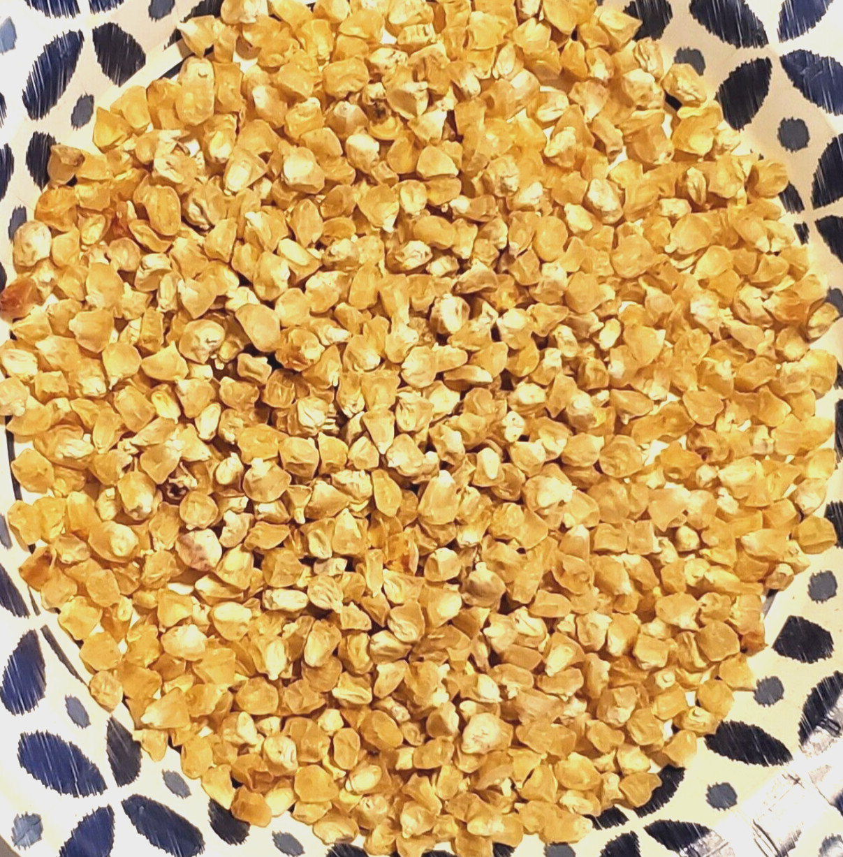 1/2 Pound Silver King Non GMO Hybrid White Sweet Corn Seeds