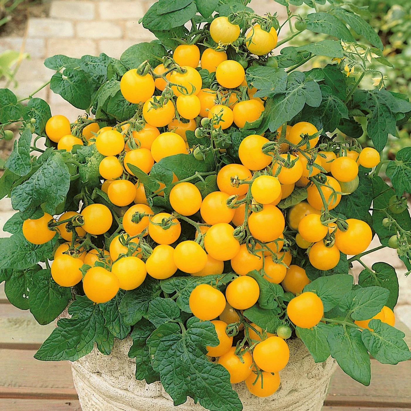 Patio Choice F1 Yellow Tomato (Dwarf) Seeds – For 2026 Planting AAS Winner
