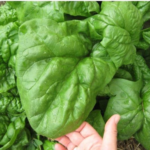 500 GIANT NOBLE SPINACH SEEDS NON – GMO LONG STANDING SPINACH VARIETY