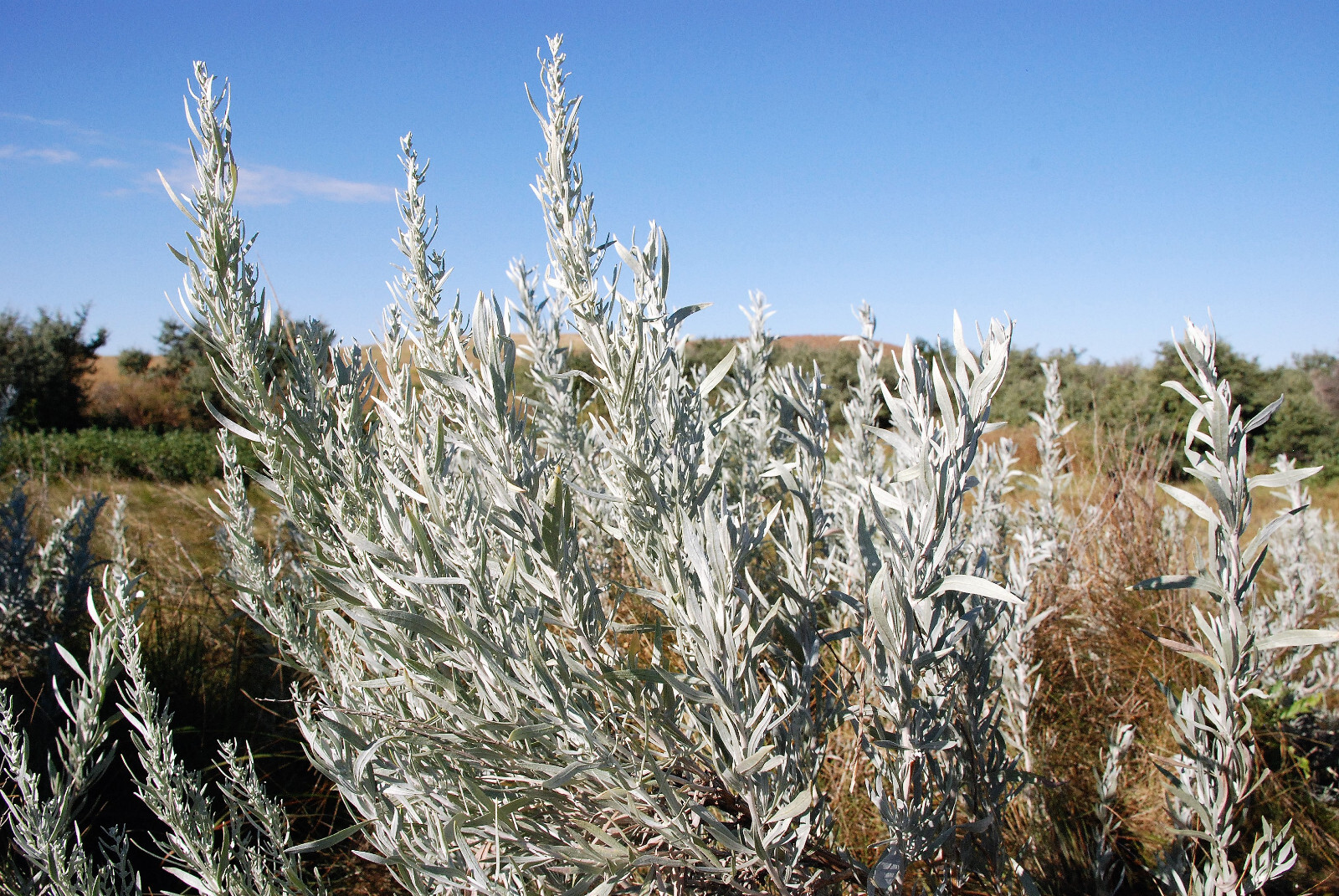 100 SILVER SAGEBRUSH Artemisia Cana Dwarf Sagebrush Wormwood Herb Flower Seeds