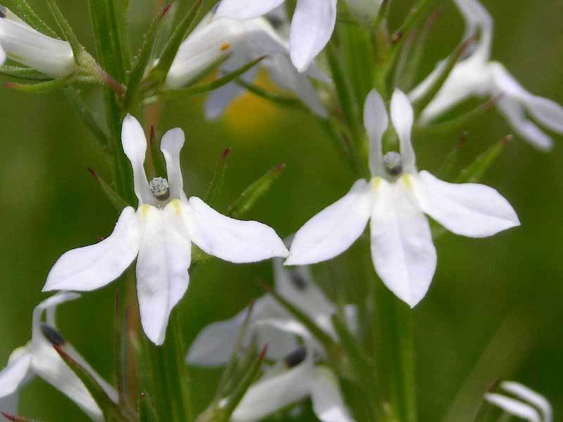 Lobelia spicata | Palespiked-Lobelia | 100_Seeds
