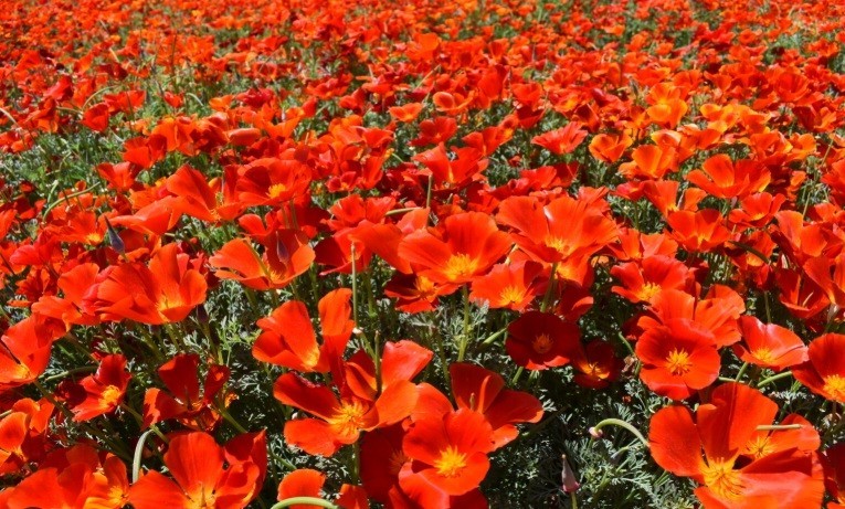 Poppy California Red Chief 500 – 5000 Seeds Wildflower wild drought tolerant