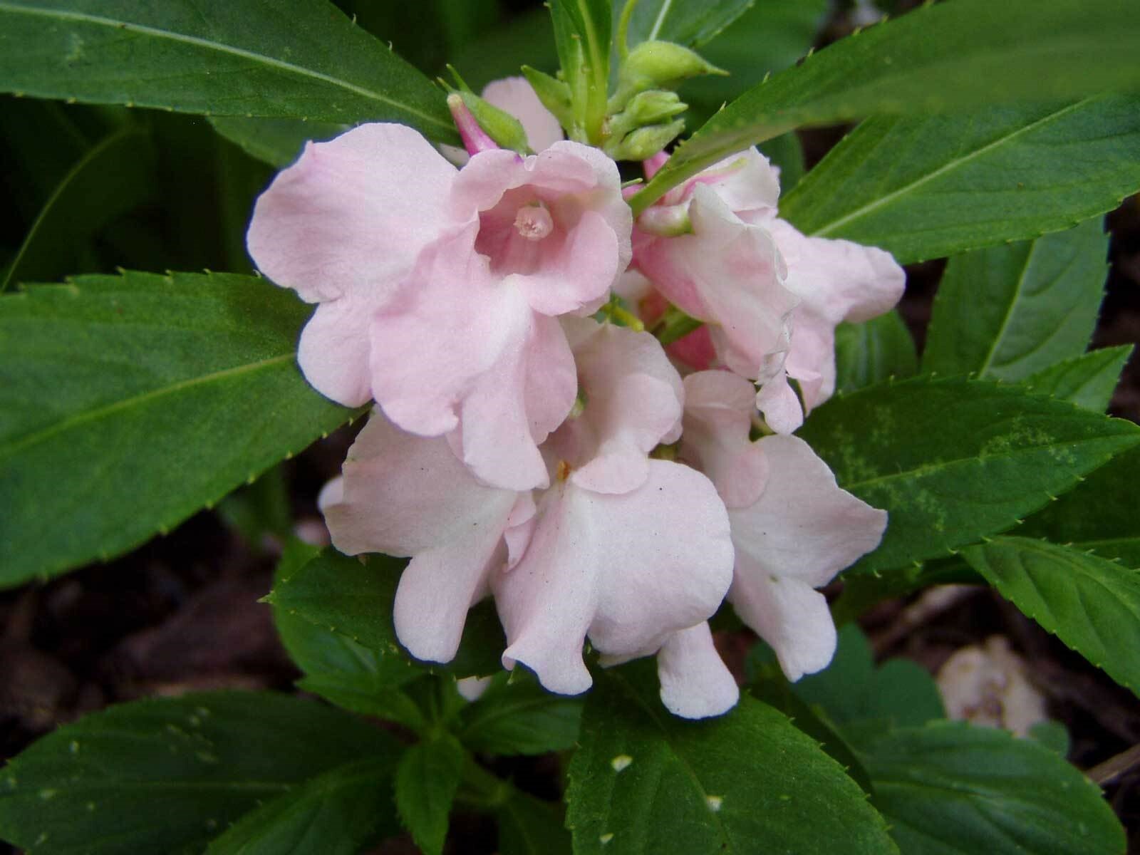 Impatiens balsamina Mixed Colors | Rose Balsam | Touch-Me-Not | 10_Seeds